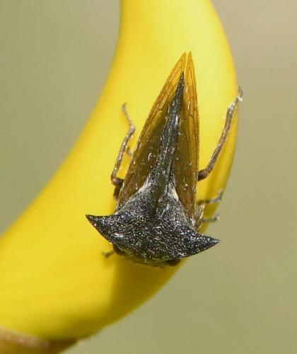 Centrotus cornutus
